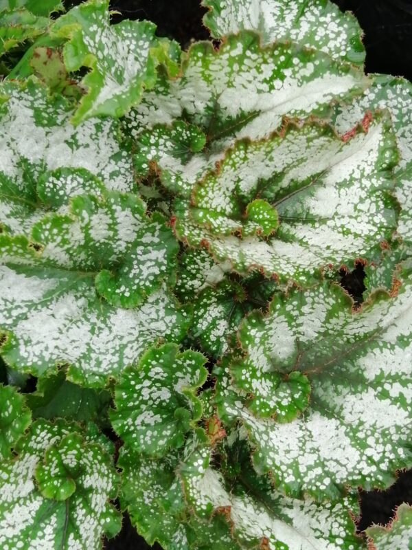 Begonia rex 1 (Rocheart), pianta da interno