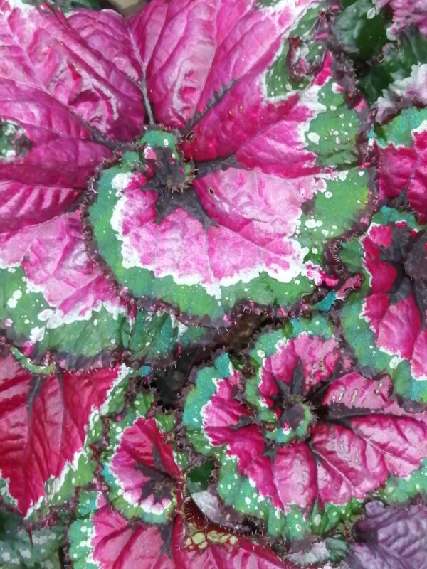 Begonia rex Macarena, foto 2