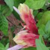Beloperone (Justicia) guttata, pianta da interno