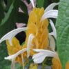 Pachystachys lutea, pianta da interno