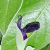 Salvia discolor, pianta da esterno