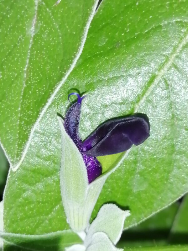 Salvia discolor, pianta da esterno