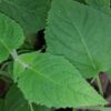Salvia dorisiana, pianta da esterno