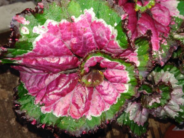 Begonia rex Macarena, foto 4