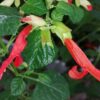 Salvia regla, pianta da esterno