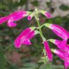 Salvia curviflora, pianta da esterno