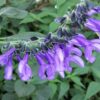 Salvia guaranitica ‘Black and Blue’, pianta da esterno