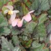 Begonia rex 'Arctic Breeze', pianta da interno