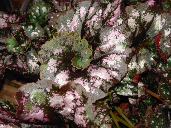 Begonia Cumbia, foto 4