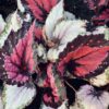 Begonia Holiday, pianta da interno