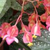 Begonia Corallina de Lucerna, pianta da interno