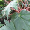 Begonia Ricinifolia, pianta da interno
