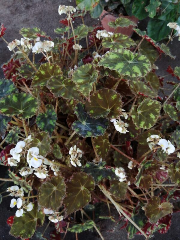 Begonia 'Riolee', foto 3