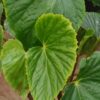 Begonia roxburgii, pianta da interno