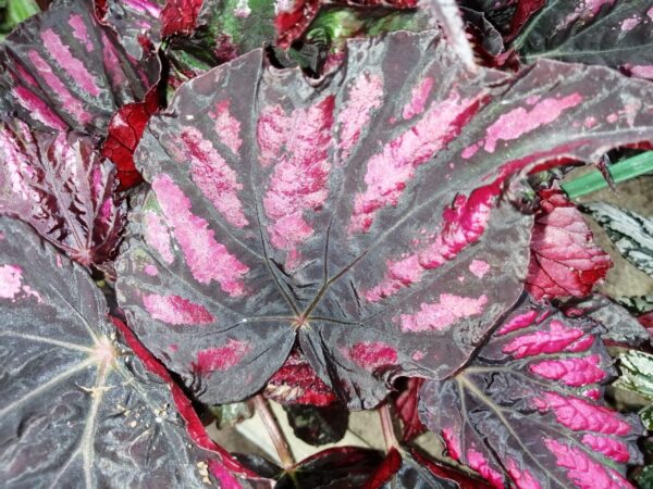 Begonia Rumba, foto 2