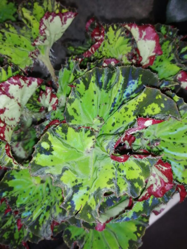 Begonia Samba, foto 2