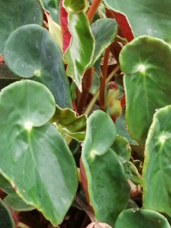Begonia sanguinea, foto 2