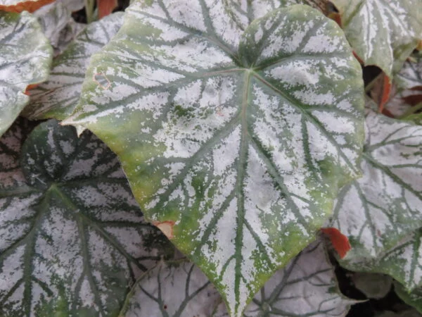 Begonia 'Scherzo', pianta da interno