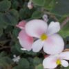Begonia schmidtiana, pianta da interno
