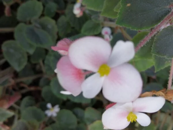 Begonia schmidtiana, pianta da interno