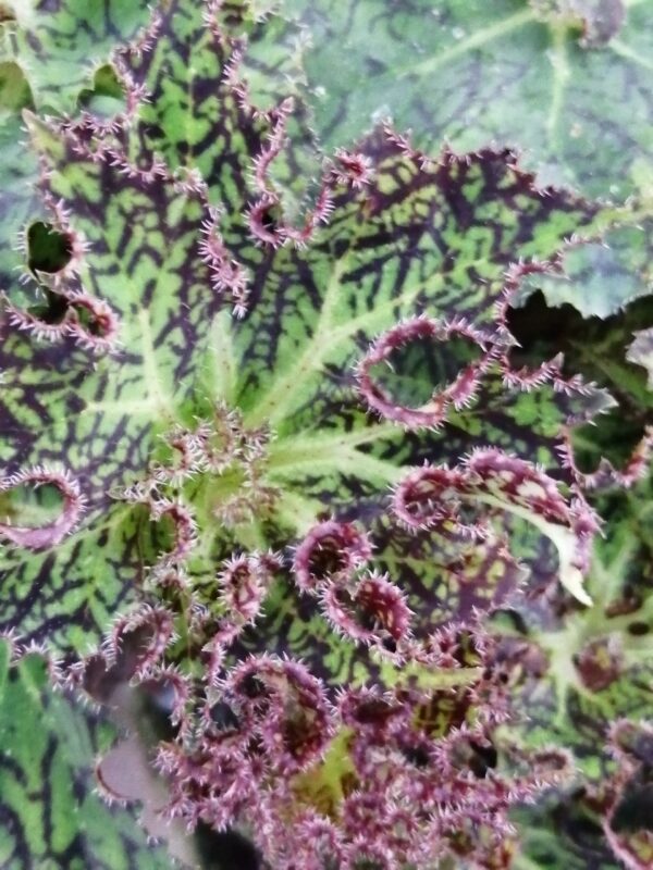 Begonia schmidtiana, foto 5