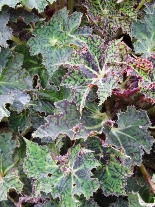 Begonia schmidtiana, foto 6