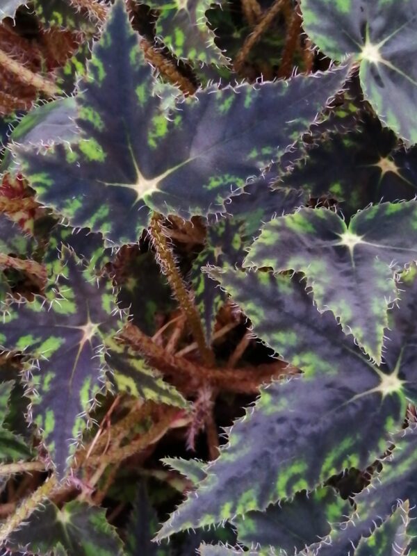 Begonia schmidtiana, foto 2