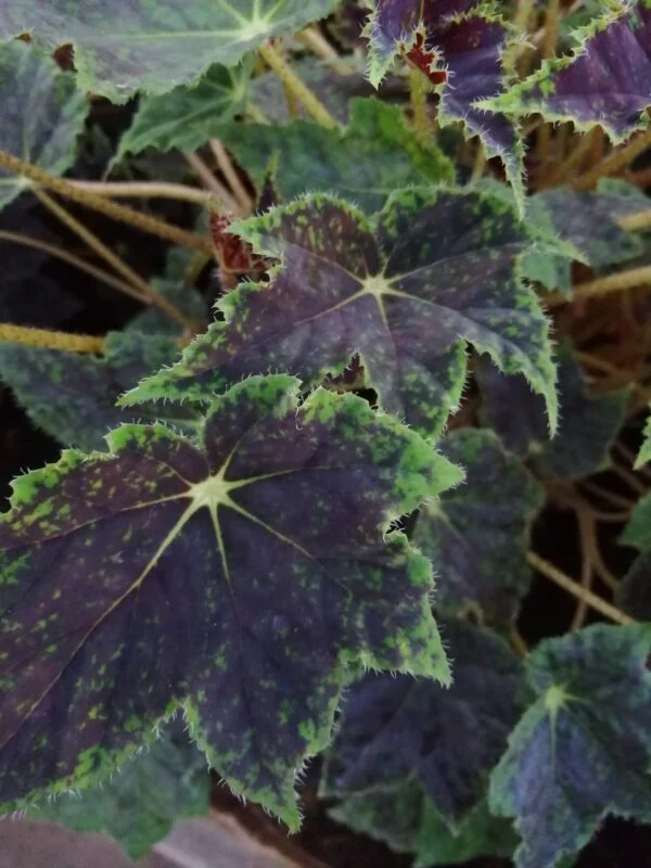 Begonia schmidtiana, foto 8