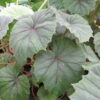 Begonia sericoneura lindleyana, pianta da interno