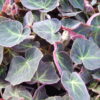 Begonia serlis sin. Begonia 'Caravan', pianta da interno