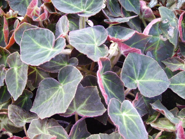 Begonia serlis sin. Begonia 'Caravan', pianta da interno