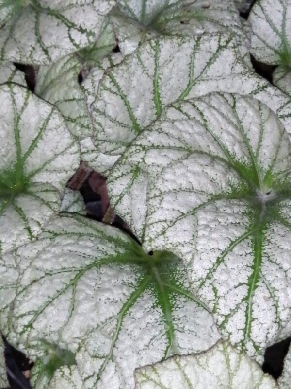 Begonia Silver Cloud, sin. B. 'Kathleyana', foto 5