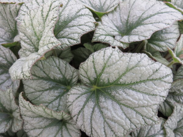 Begonia Silver Cloud, sin. B. 'Kathleyana', foto 4