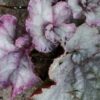 Begonia Maid Marion, pianta da interno
