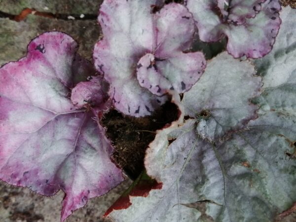 Begonia Maid Marion, pianta da interno