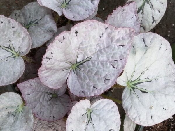 Begonia Silver Dollar, pianta da interno