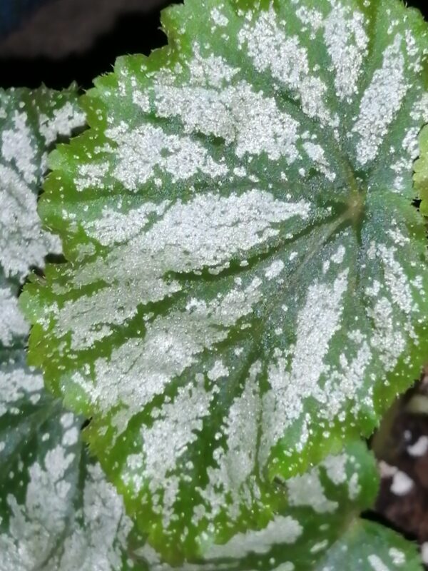Begonia Galaxy, pianta da interno
