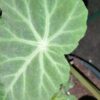 Begonia valdensium A. de Candolle, pianta da interno