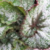 Begonia 'Silver Sweet', pianta da interno