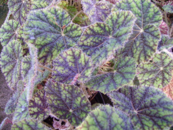 Begonia Sisquoc, foto 5