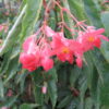 Begonia 'Snowcap', pianta da interno
