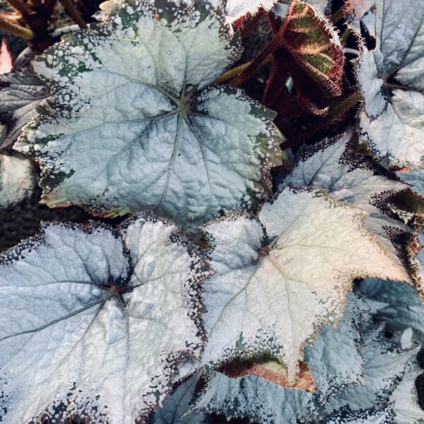 Begonia Snow Storm, pianta da interno