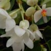 Begonia solananthera sin. integerrima, pianta da interno