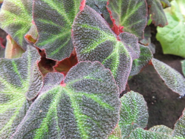 Begonia soli-mutata, foto 4