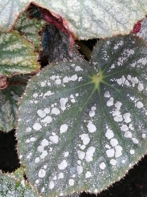 Begonia 'Solid Silver', foto 2