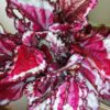 Begonia Spitfire, pianta da interno