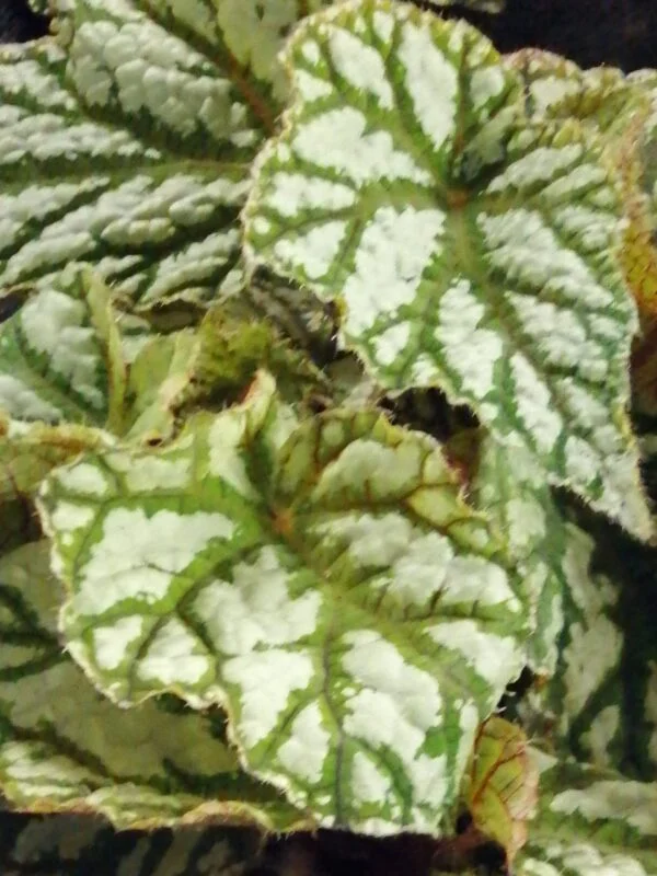 Begonia Spitfire, foto 3