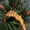 Racinacea crispa, pianta da interno