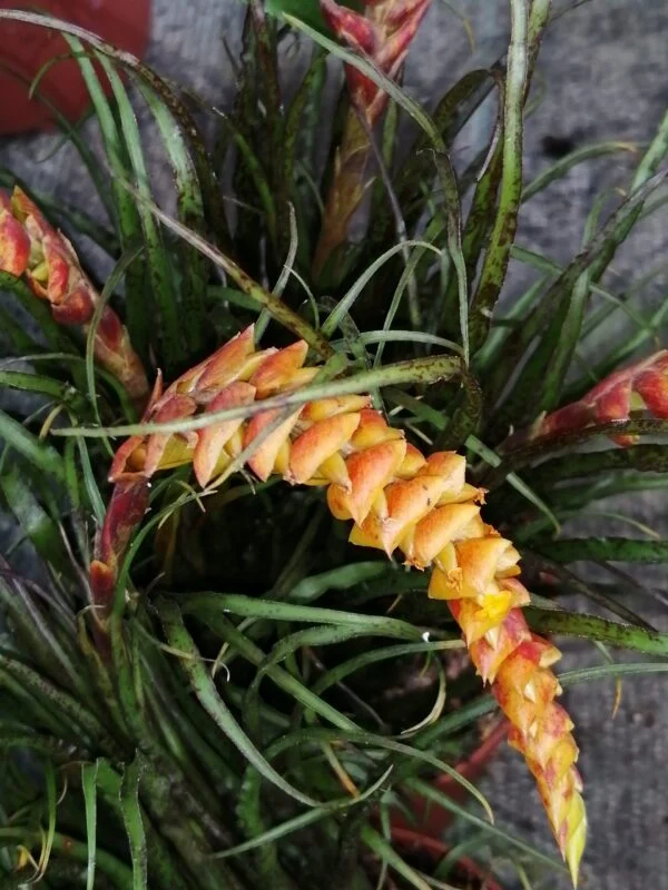 Racinacea crispa, pianta da interno