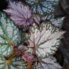 Begonia ‘Pink Gin’, pianta da interno